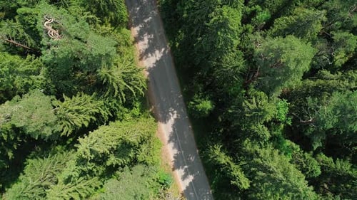Aerial View of a Beautiful Road Through the Forest Road Between the Green Trees on a Clear Sunny Day