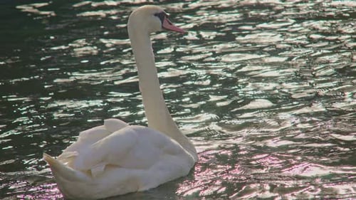 White swan on the water