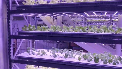 Plants grow on hydroponics in vertical sustainable farm with purple LED lights