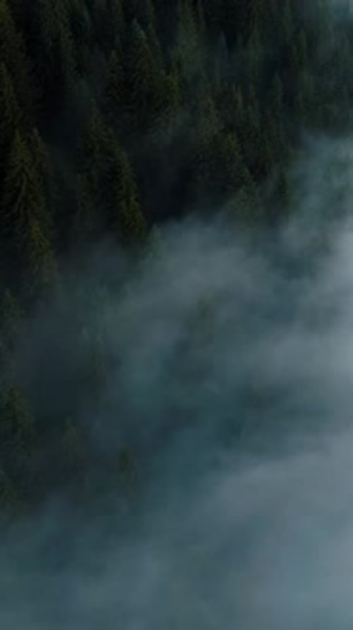 Vertical Screen Dense European Forest in Foggy Weather Aerial View