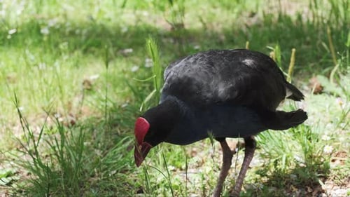 Neuseeländisches australasiatisches Sumpfhuhn kratzt sich an einem strahlend sonnigen Tag am Hals und putzt Federn