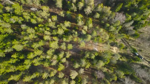 Vue aérienne statique du haut vers le bas d'une grande forêt ensoleillée avec un feu de camp qui fume et une route rurale boueuse.