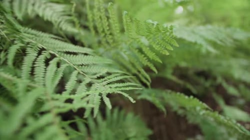 Fern Plants Close Up