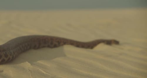 Gros plan d'un gros serpent glissant sur le sable loin de la caméra dans le Golden Desert.