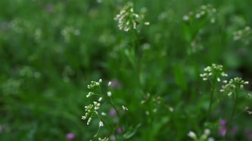Beauty White Flowers Blooming in Green Garden in Start Spring. White Flowers