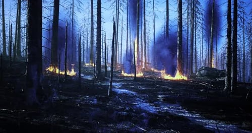 Desolation of a Forest in the Aftermath of a Fierce Wildfire