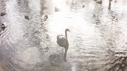 Immer noch Blick auf einen schwarzen Schwan, der trinkt und sich im Winter in einem gefrorenen Fluss speist, bis zum Wasser