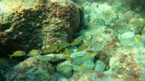 School of Yellow Fish Swimming Near Rocks