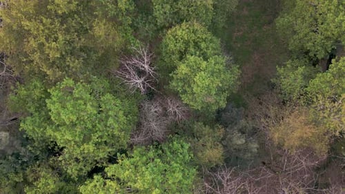 Autumnal Foliage Of Treetops At The Forest Park. Aerial Topdown