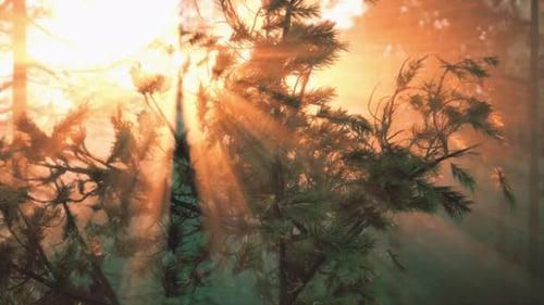 Sonnenuntergang oder Morgendämmerung in einem Pinienwald im Frühling oder Frühsommer
