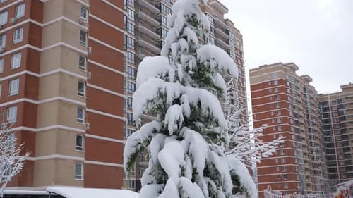 A Pine Tree Covered with Snow Against the Background of a Multistorey Building