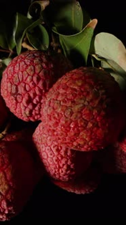 Vidéo verticale. Un bouquet de litchis émergeant peu à peu de l'obscurité avec des feuilles dans un éclairage Cinématographique
