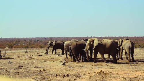 African bush elephant in Kruger National park, South Africa