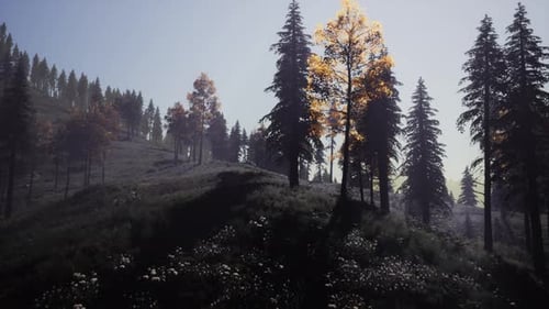 Evergreen Fir Trees with Cones Peaks of French Alps Mountains