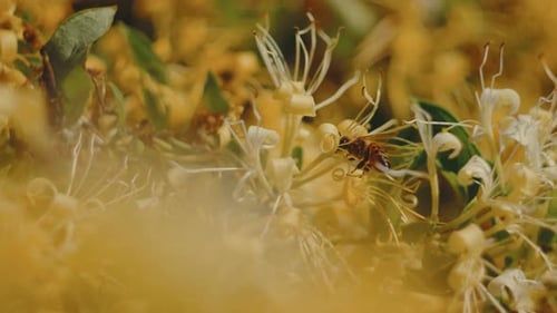 Bee Pollinating Flowers in Close-up View