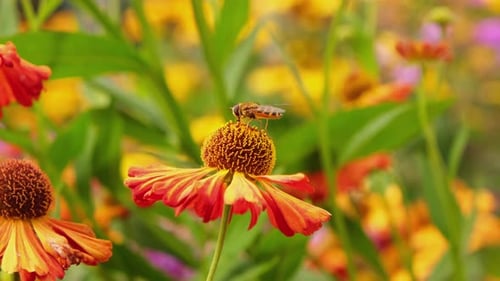 Honey Bee Gathering Nectar From Red Flower