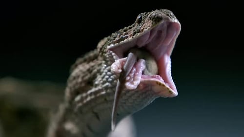 cottonmouth with mouse almost swallowed front view - studio