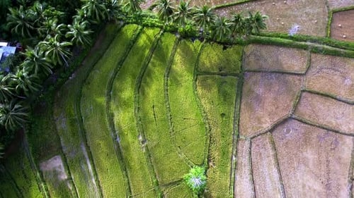 rice terraces on the island of Palawan, Philippines. Taken from a drone