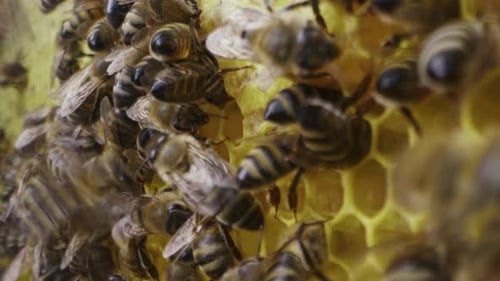Karnika Family Bees Working Hive Collecting Honey in Summer Sealing Honeycomb