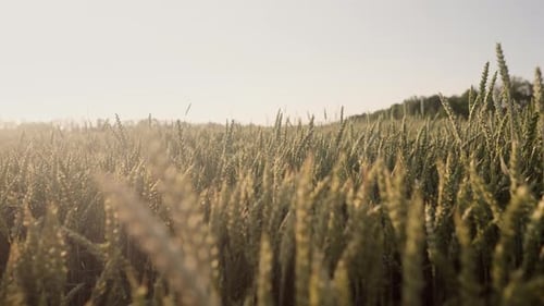 Dry Golden Wheat Plants Field Dolly Footage On Sunset Agriculture Farm Rural