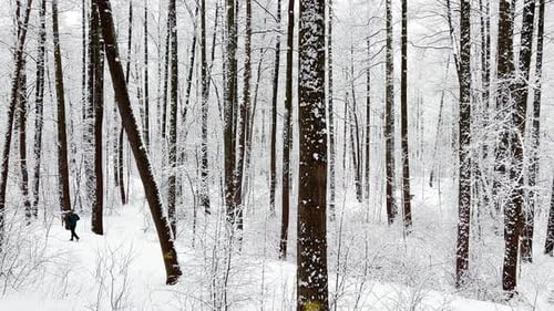People Walk in a Snowy Park During a Snowfall a Lot of Snow Black Tree Trunks