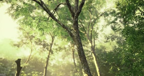 Lush Green Forest with Sunlight Filtering Through Tree Branches