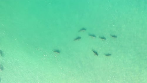 Sharks swimming in shallow water, Mediterranean Israel, aerial