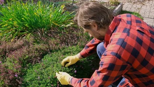 Professional Garden Worker Gardener Working in the Large Backyard Garden Landscape Maintenance