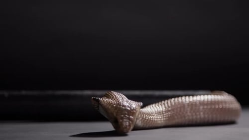 Monocled cobra laying down close up nature documentary