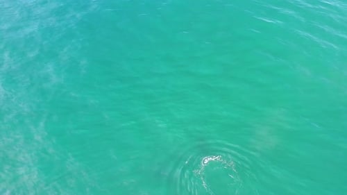 Scenic View Of Humpback Whale Swimming At The Pacific Ocean aerial view