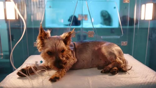 A Closeup of Small Brown Dog Laying in a Glass Oxygen Chamber in a Veterinary Clinic