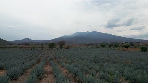 Aerial image of an agave field in Tequila, Jalisco 8