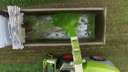 Kombinieren Sie die Ernte und das Verladen von Silage auf einen Doppelanhänger, Luftaufnahmen