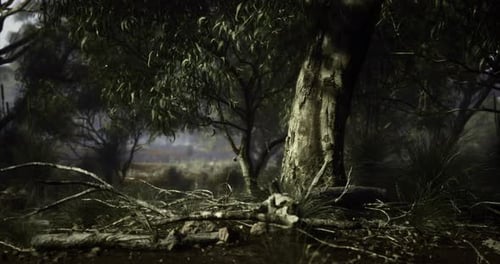 Roots Intertwine in a Tranquil Forest Revealing Natures Hidden Beauty