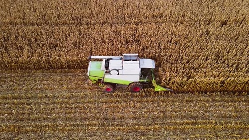 Corn Harvester in Large Scale Maize Field During Harvesting Crops at Autumn