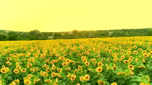 Aerial View of Sunflower Field