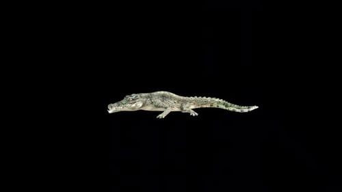 Crocodile Eat 2