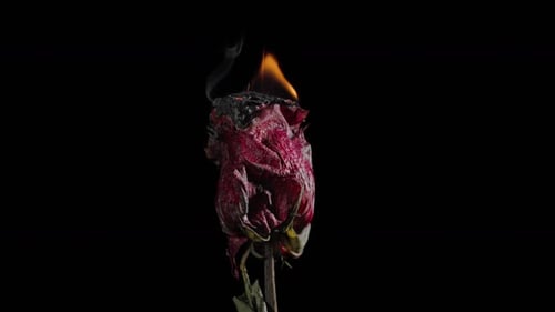 Wilting Rose Burning with Flame in Close Up