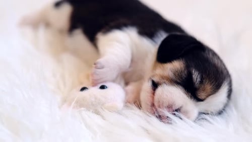 Adorable Puppy Sleeping Peacefully with Toy on Blanket
