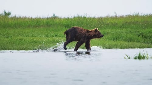 Slow Motion Handheld Footage of a Brown Bear Running Down the River