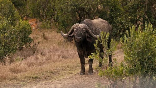 Medium shot of a water buffalo standing along a dirt road among the bushes in the Savannah in Kenya,