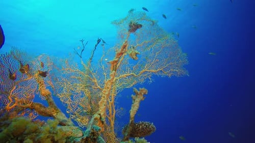 Underwater Sea Coral Reef