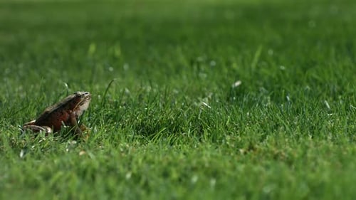Small green tree frog leaps sideways through lush green grass in slow motion