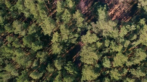 Aerial View of Forest Top View Drone Shot Flying Over Spruce Conifer Treetops Nature Background
