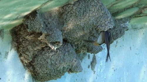 Animal nature: Cliff Swallow brings food to mud nest colony over water