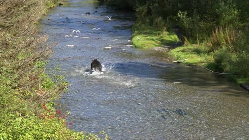 Establishing shot of large brown bear chasing salmon in shallow river