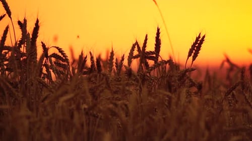 Farmer Organic Wheat Field Agriculture Ripe Ears of Golden Wheat at Sunset Harvesting on Fertile