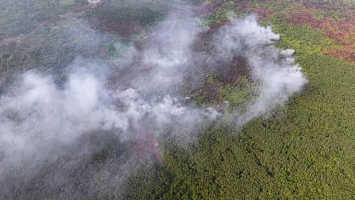 Forest fire billows thick smoke above green canopy
