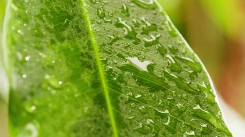 Green Leaf Covered in Water Droplets