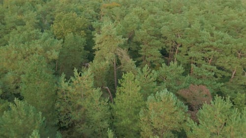 Low aerial over treetops of beautiful forest in autumn